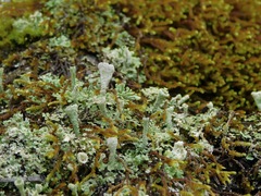 Cladonia grayi