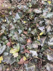Hedera helix