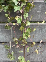 Hedera helix