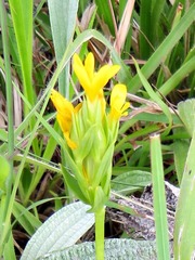 Sebaea sedoides