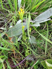 Sebaea sedoides
