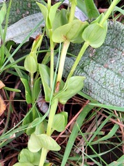 Sebaea sedoides