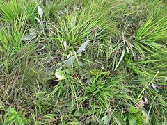 Sebaea sedoides