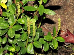 Peperomia tetraphylla image