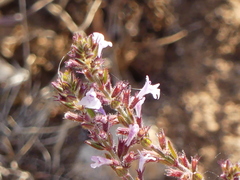 Micromeria microphylla