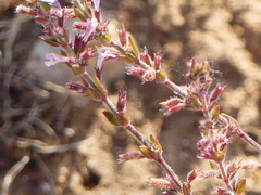 Micromeria microphylla