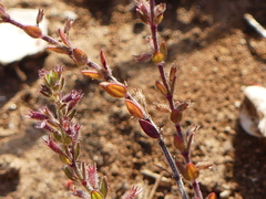 Micromeria microphylla