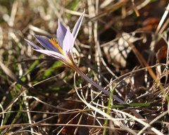 Crocus variegatus