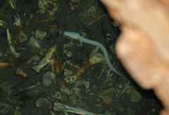 Proteus anguinus anguinus