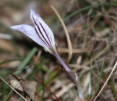 Crocus variegatus