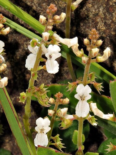 Plectranthus purpuratus subsp. montanus image