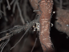 Chabula acamasalis