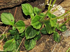 Plectranthus purpuratus image