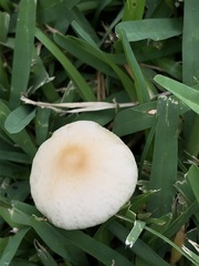 Conocybe