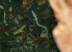 Proteus anguinus anguinus