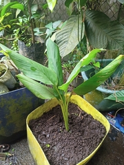 Curcuma