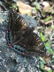 Euthalia adonia pinwilli
