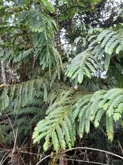 Retrophyllum