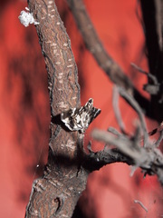 Chabula acamasalis