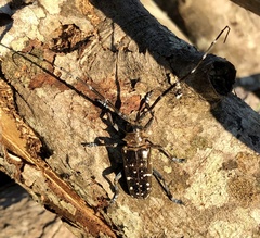 Anoplophora glabripennis
