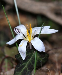 Crocus variegatus