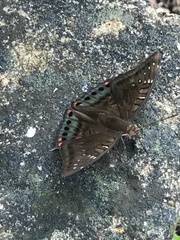 Euthalia adonia pinwilli