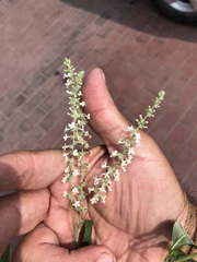 Aloysia citrodora