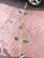 Aloysia citrodora
