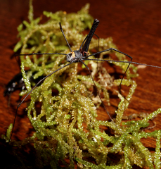 Pantopsalis coronata