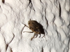 Ceutorhynchus pallidactylus