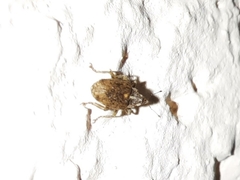 Ceutorhynchus pallidactylus