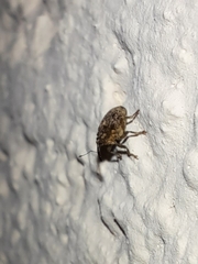 Ceutorhynchus pallidactylus