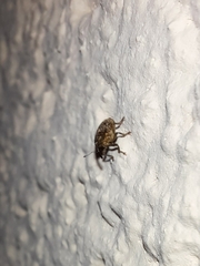 Ceutorhynchus pallidactylus