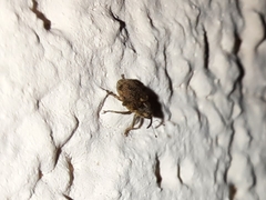 Ceutorhynchus pallidactylus