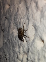 Ceutorhynchus pallidactylus