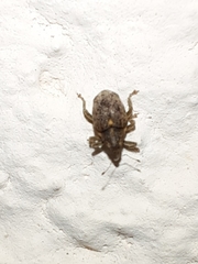 Ceutorhynchus pallidactylus