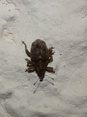 Ceutorhynchus pallidactylus