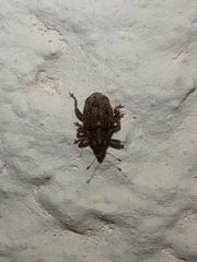 Ceutorhynchus pallidactylus