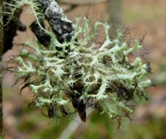 Heterodermia echinata