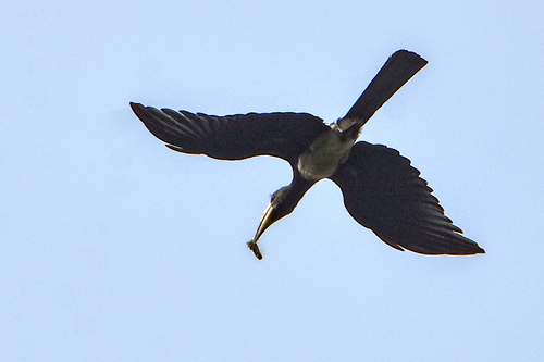 West African Pied Hornbill (Lophoceros semifasciatus), photo 6