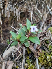 Viola stipularis