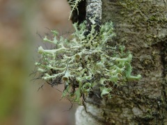 Heterodermia echinata