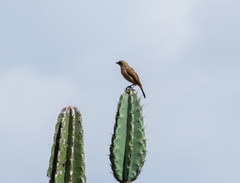 Agelaioides fringillarius