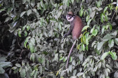 Cercopithecus petaurista
