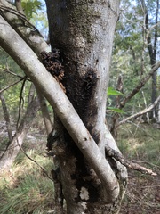 Anoplophora glabripennis