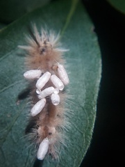 Microgastrinae