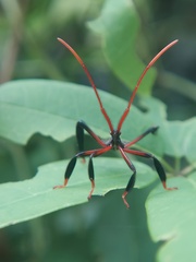 Heteroptera