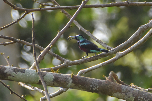 Johanna's Sunbird (Cinnyris johannae), photo 7