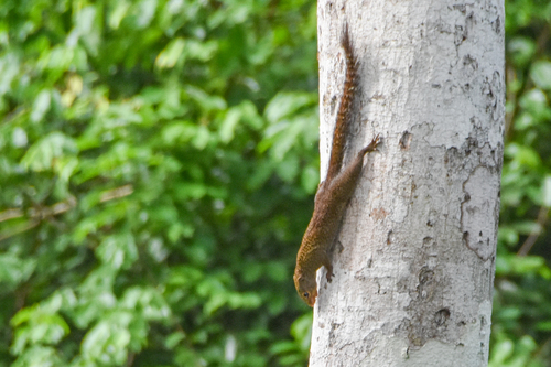 Small Sun Squirrel