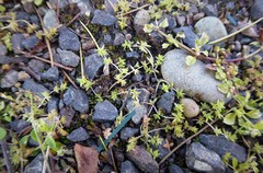Crassula mataikona
